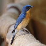 Blue Flycatcher State Bird of MP , India