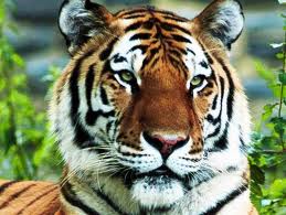 Royal Bengal Tiger-National Animal of India