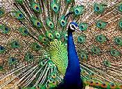 peacock-National Bird of India1