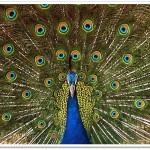 peacock-National Bird of India2