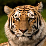 Tiger 1024px