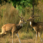 Bandhavgarh fauna deers