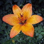 MP State flower Lily