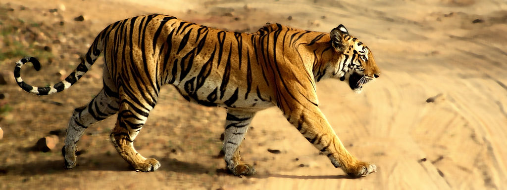 Tigress_in_Bandhavgarh_national park