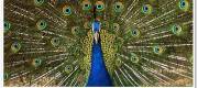 cropped-cropped-peacock-National-Bird-of-India2.jpg