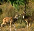 Bandhavgarh-fauna-deers