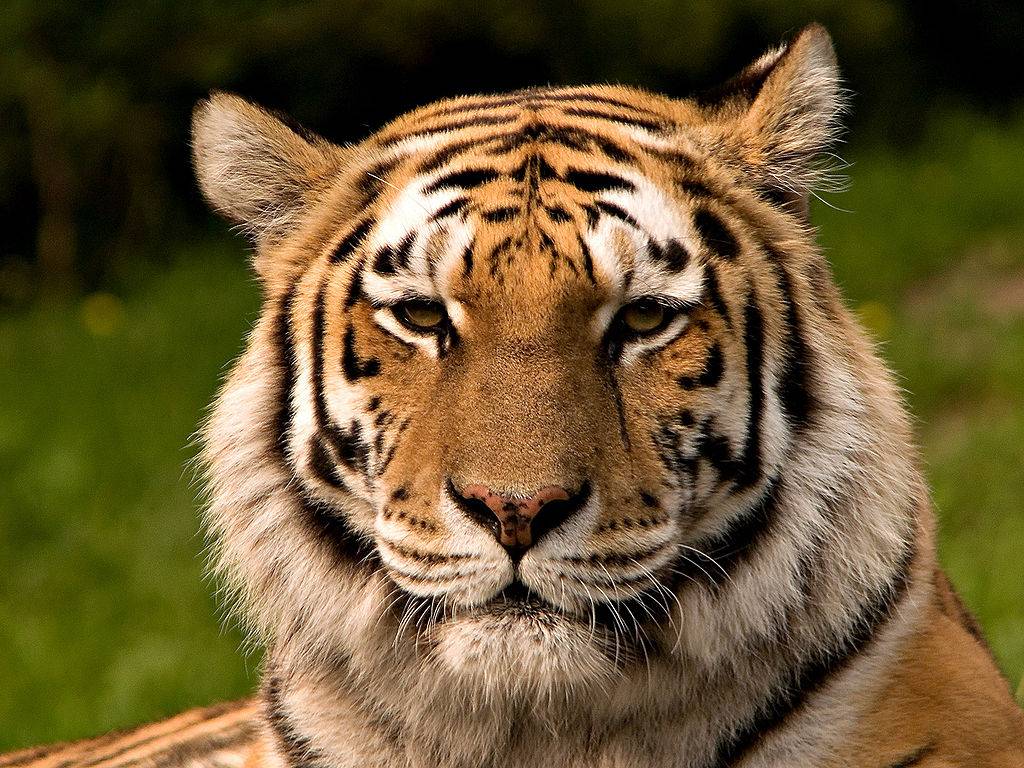 Tiger 1024px
